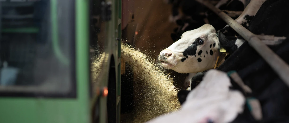 Dairy cattle feeding