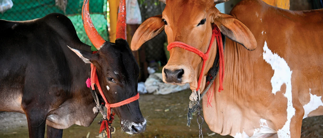 Cows