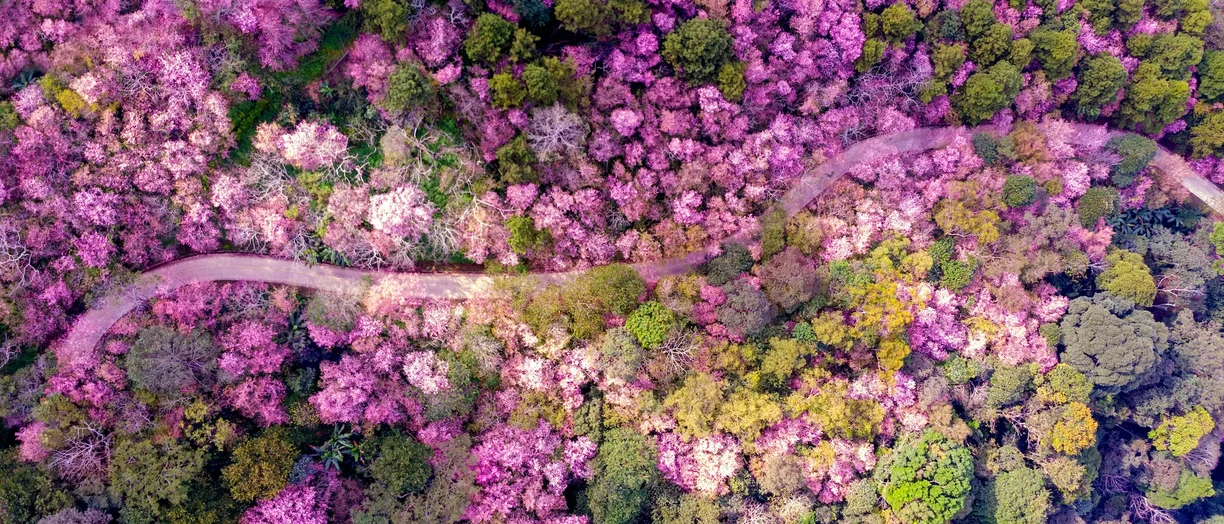 Japan-nature