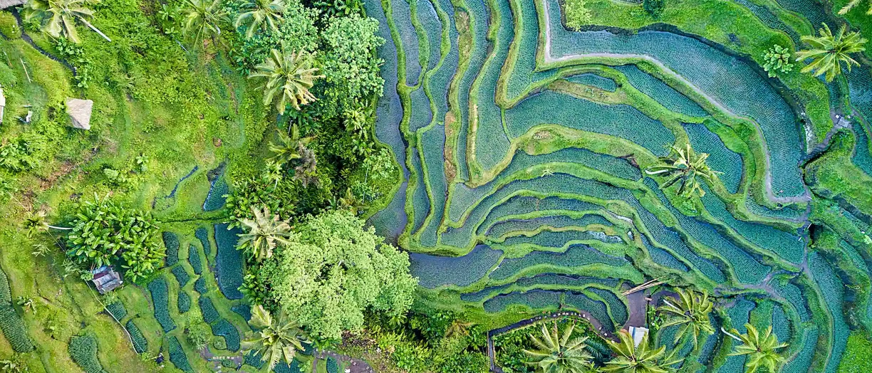 Aerial-view-of-Rice-Terrace-in-Bali-Indonesia