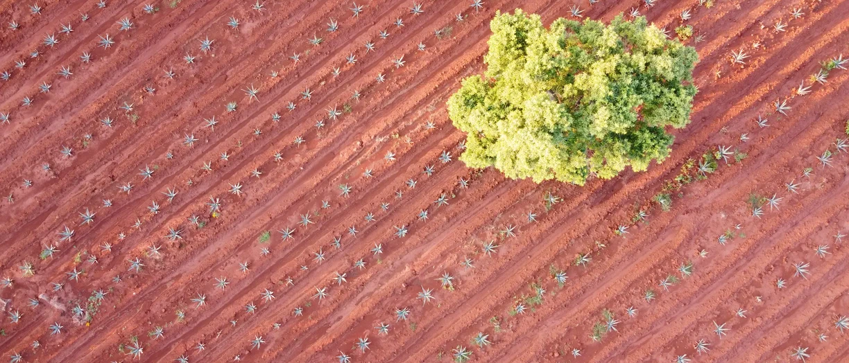 Healthy farm soil in mexico