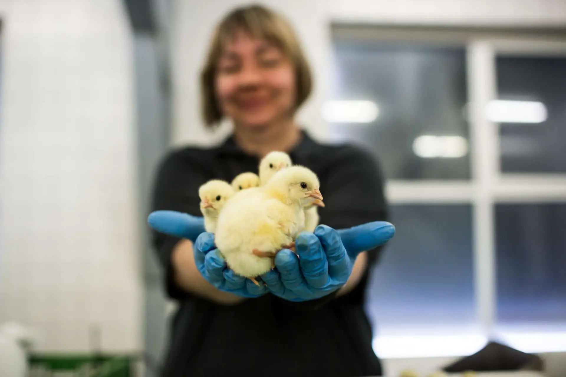 Happy novonesis customer holding freshly hatched and healthy chicks