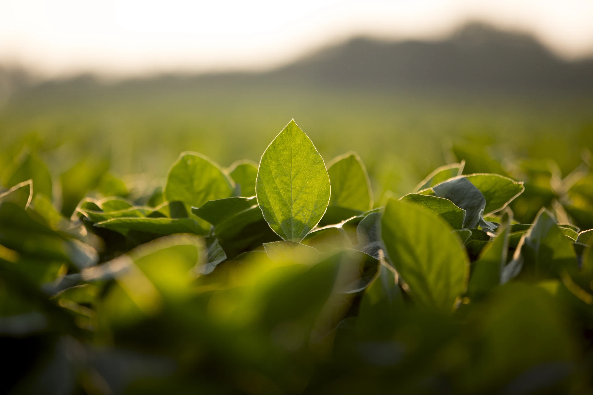 Soy leaves plantation