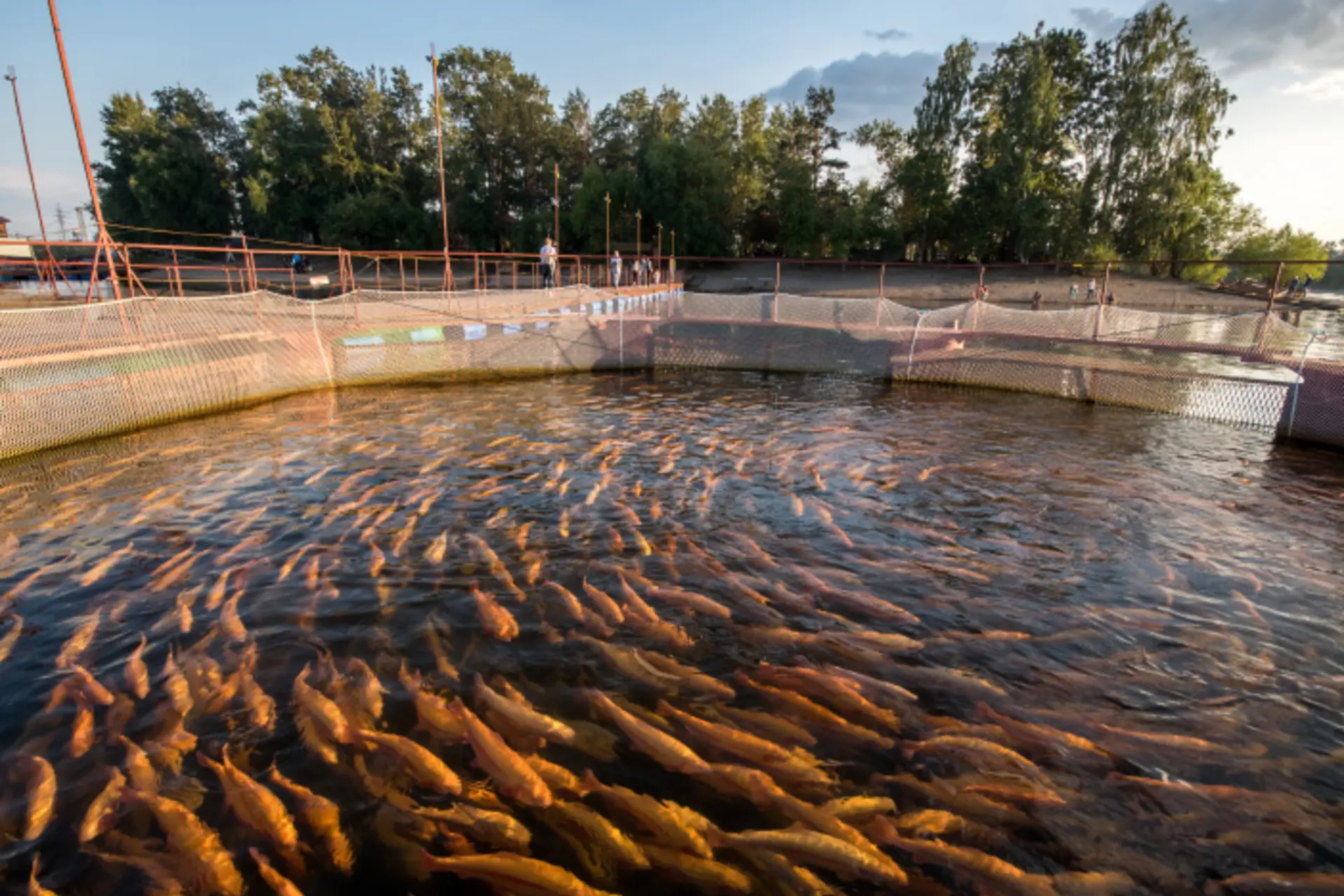 Land-based cold water fish aquaculture