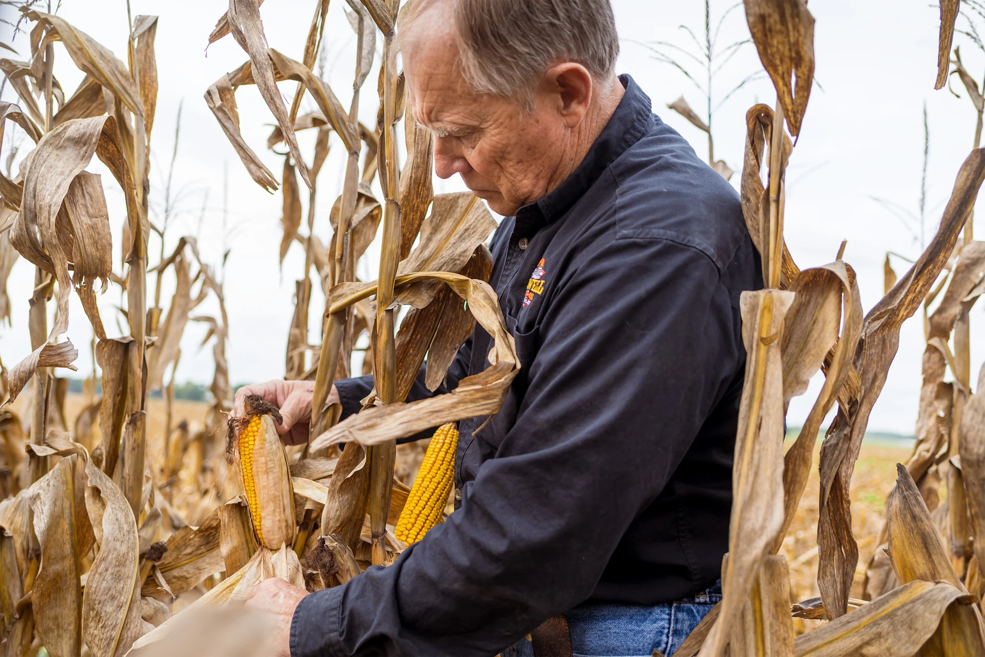 man picking corn