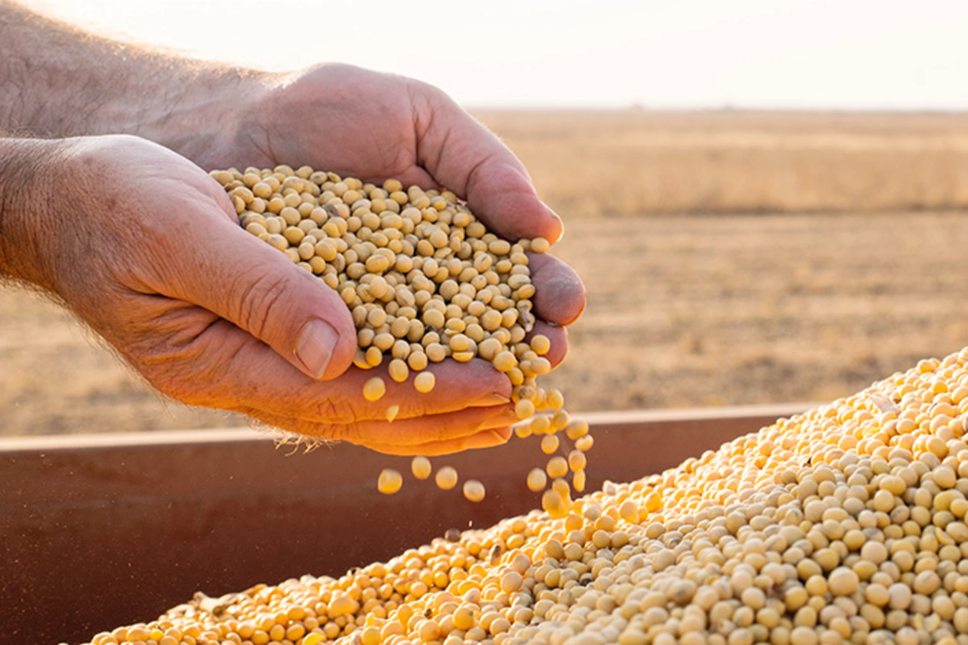 Corn kernels