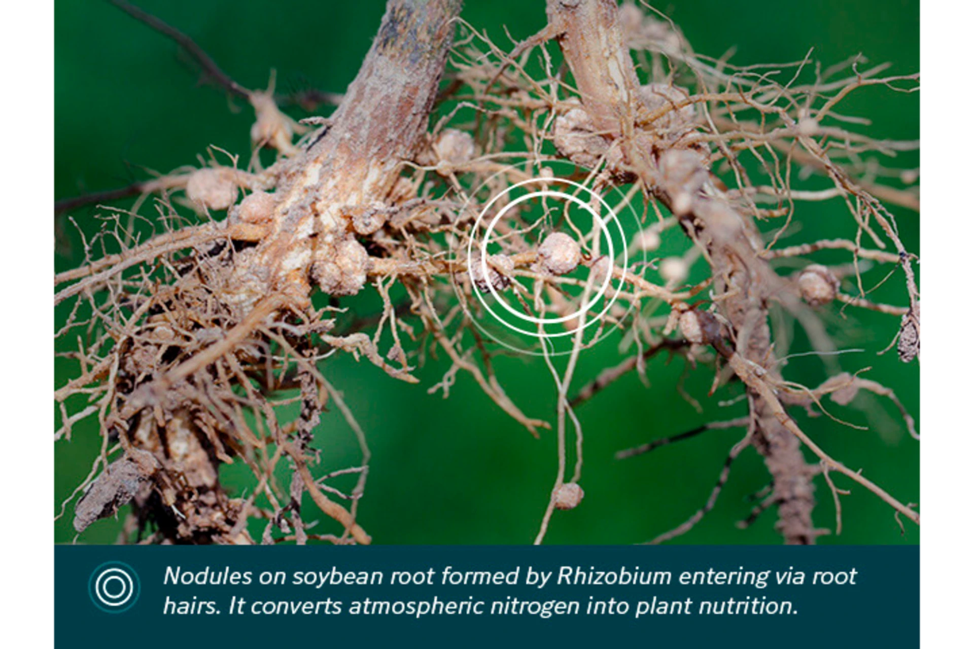 Optimize nodules
