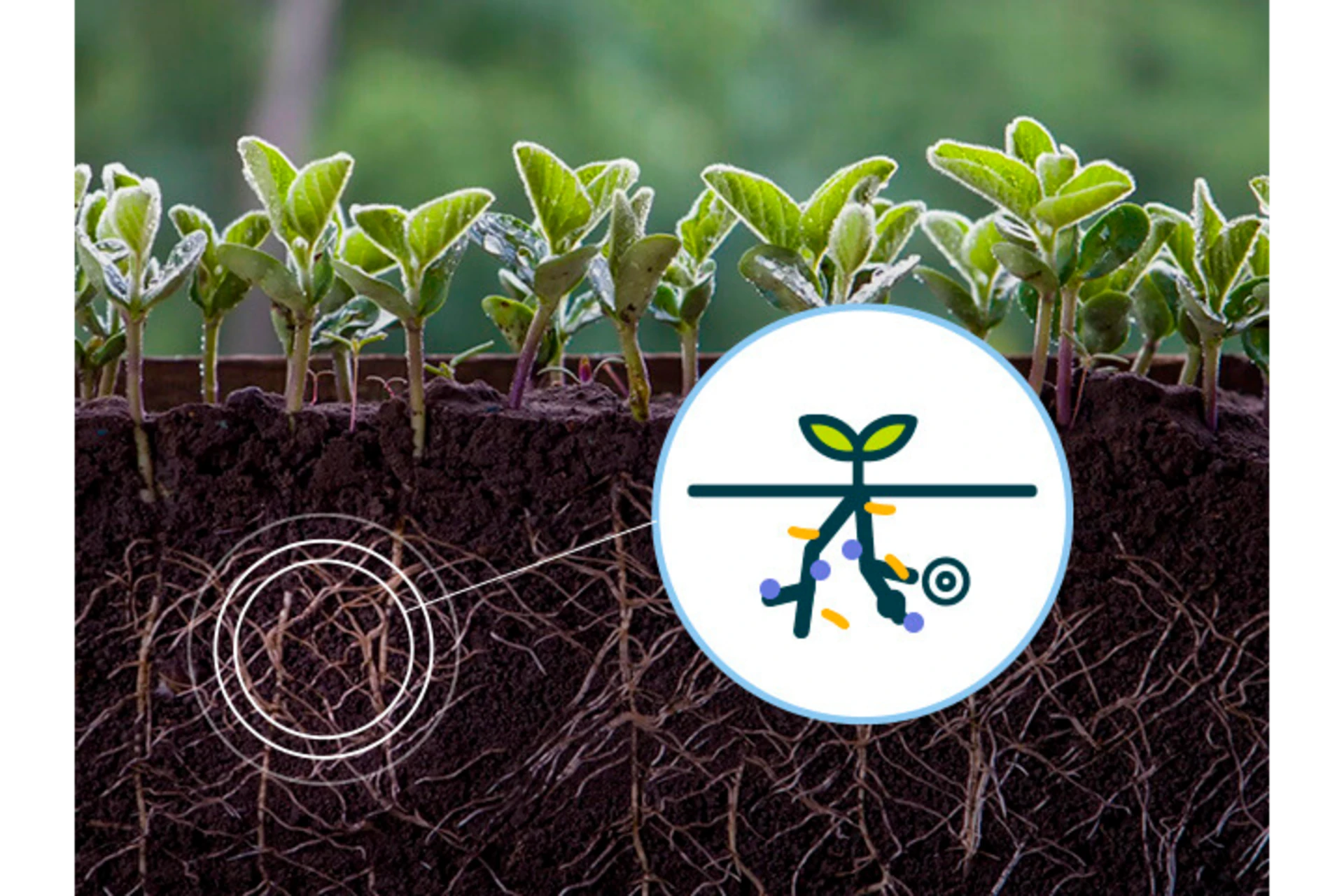 Optimzize LCO solutions