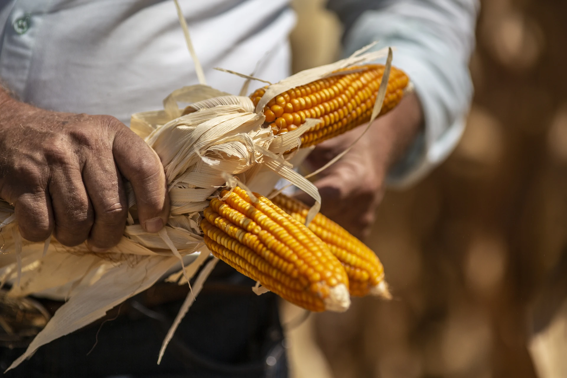 A farmer picks corn at a farm