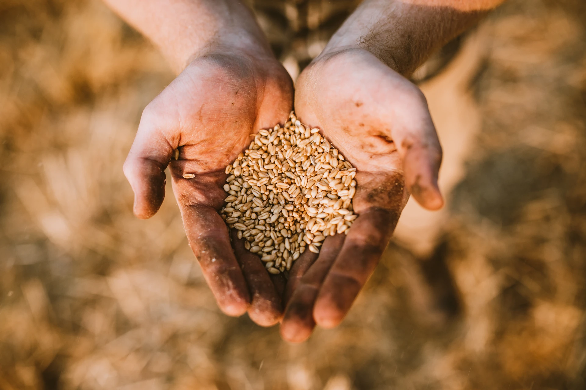 Farmer shows off wheat grain harvest