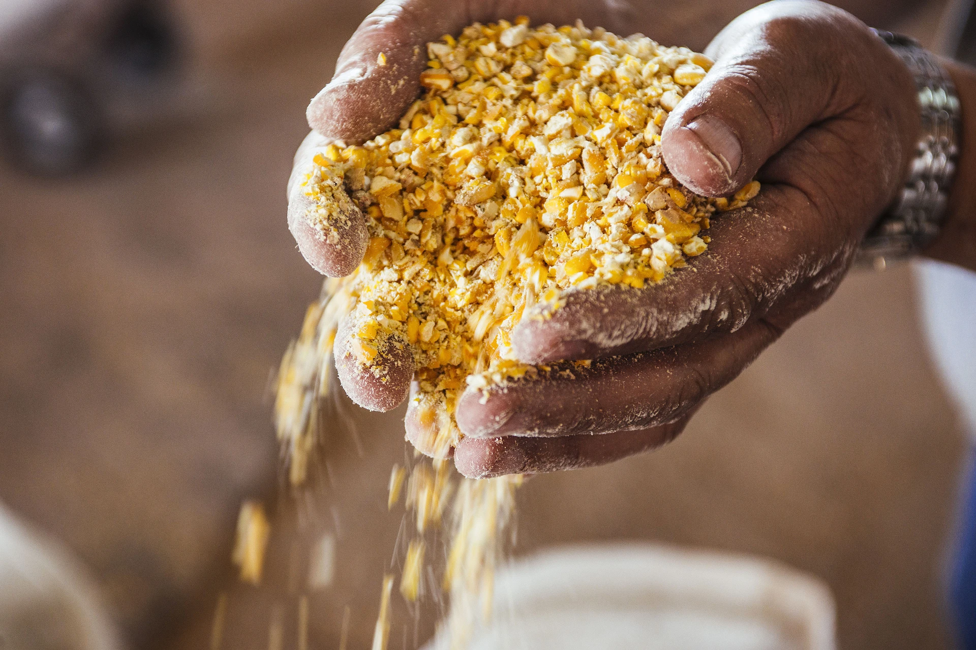 Ground corn maize in hands