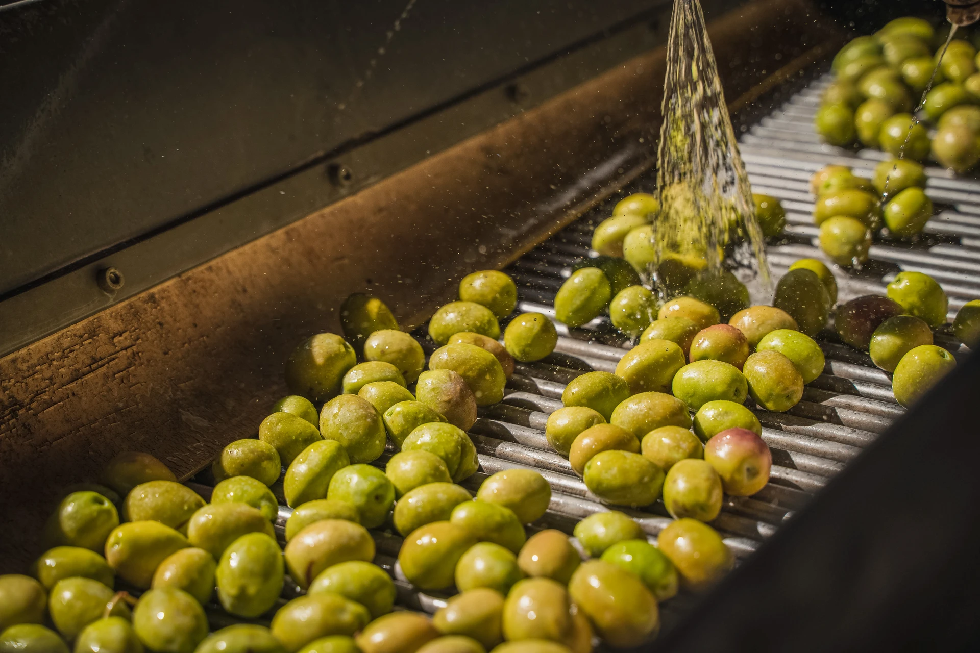 Olive_oil_on_conveyerbelt_and_washed