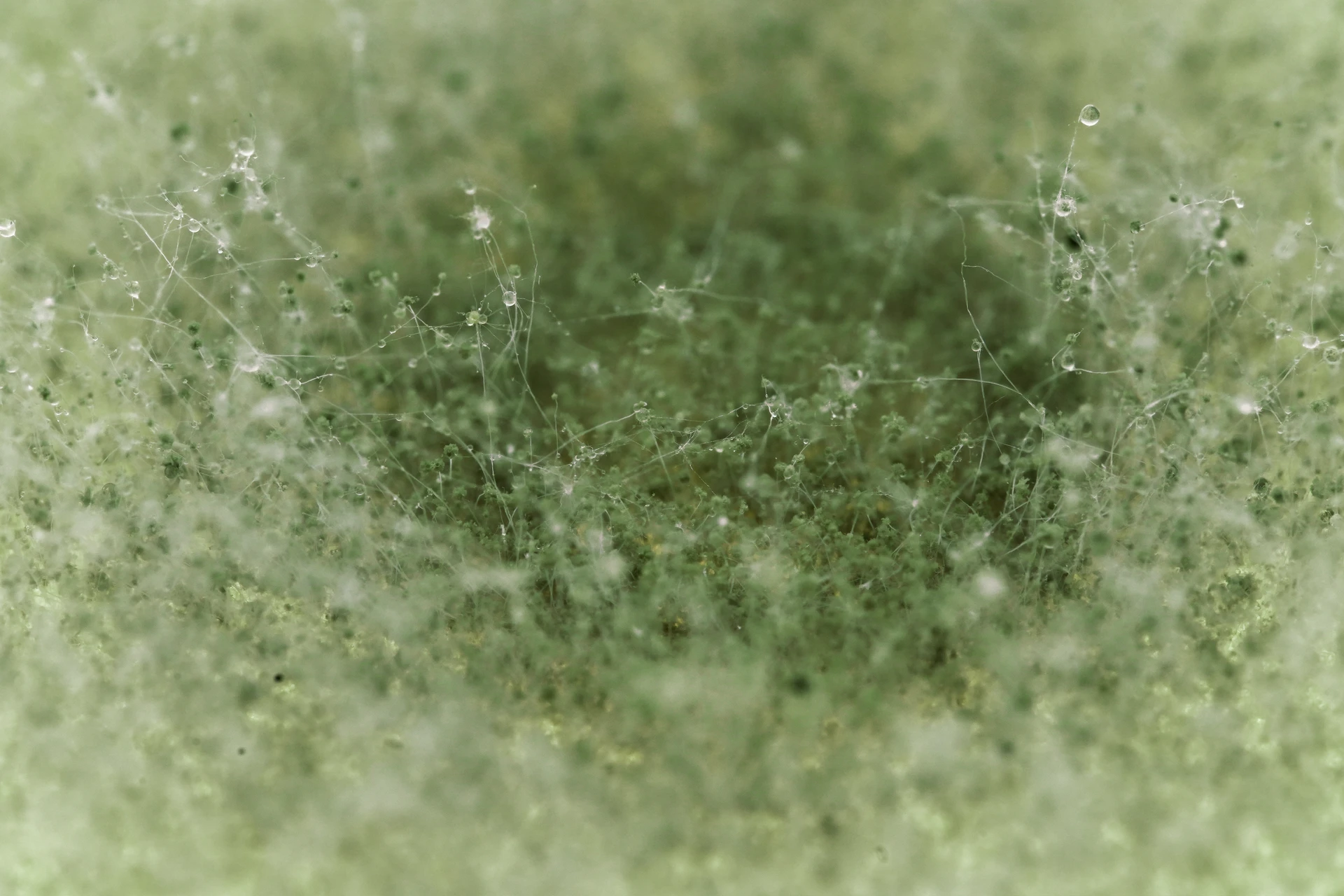 Biology close up