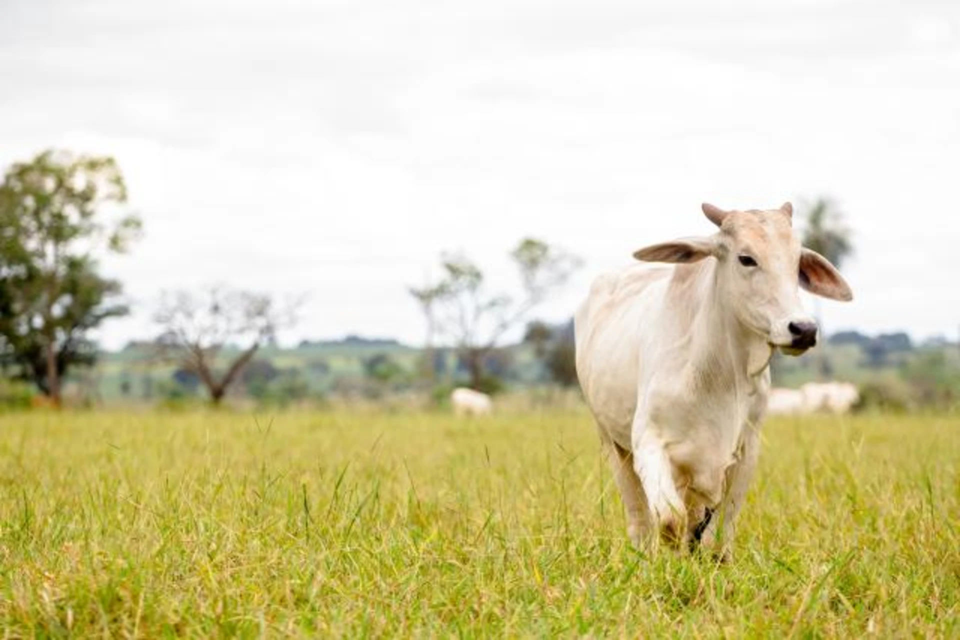 A white cow in a green field