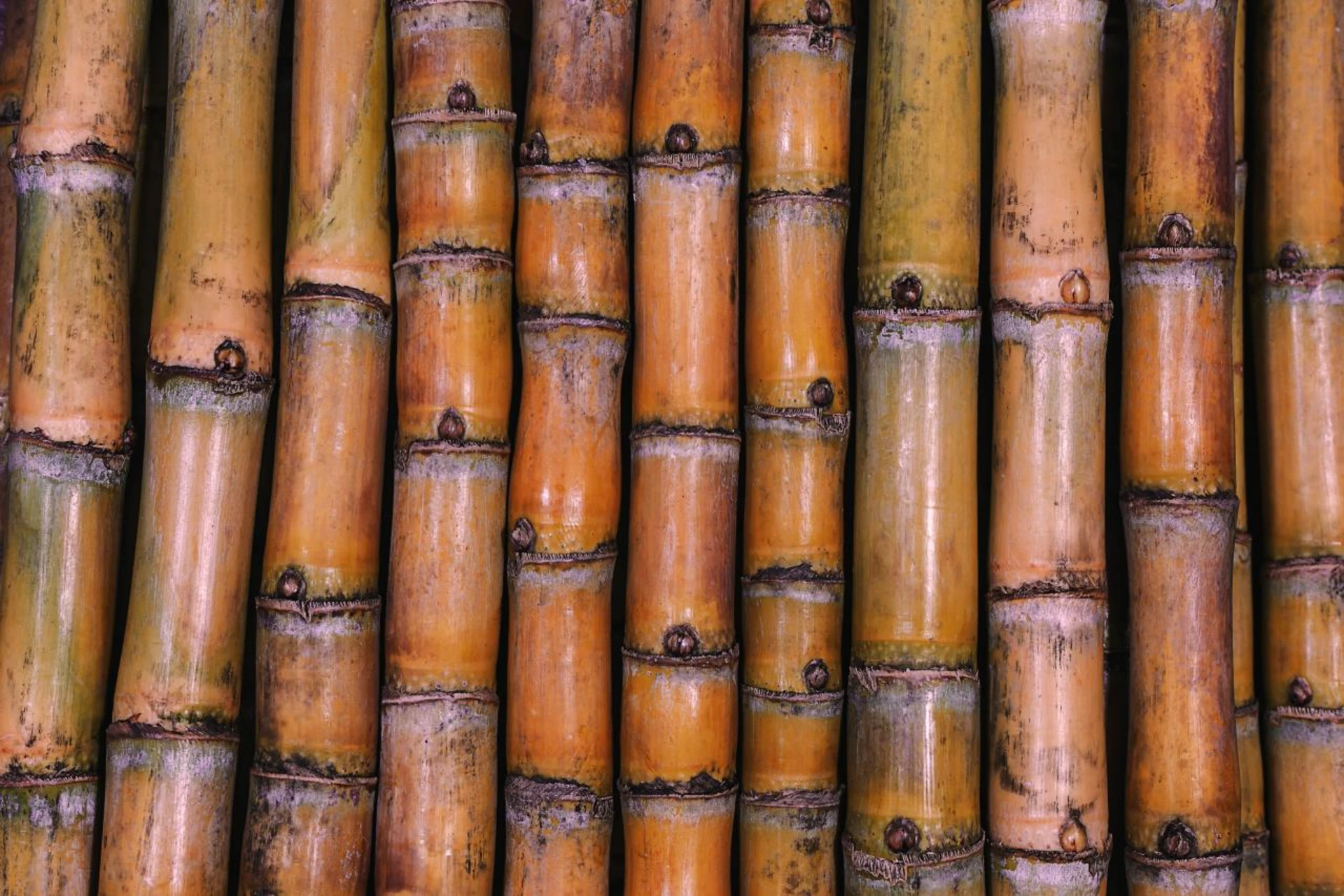 close shot of sugarcane trunk