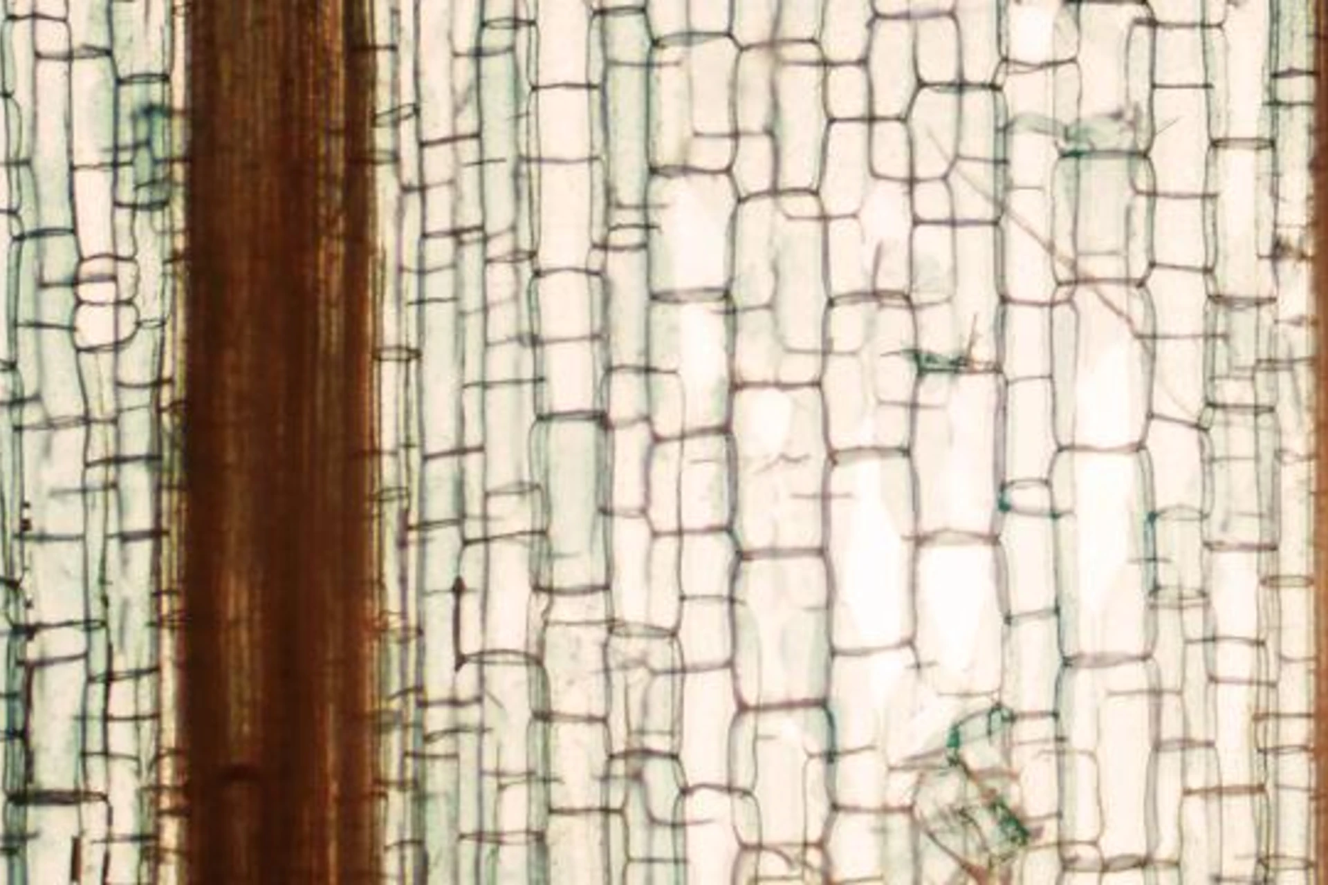 sugarcane cells close up