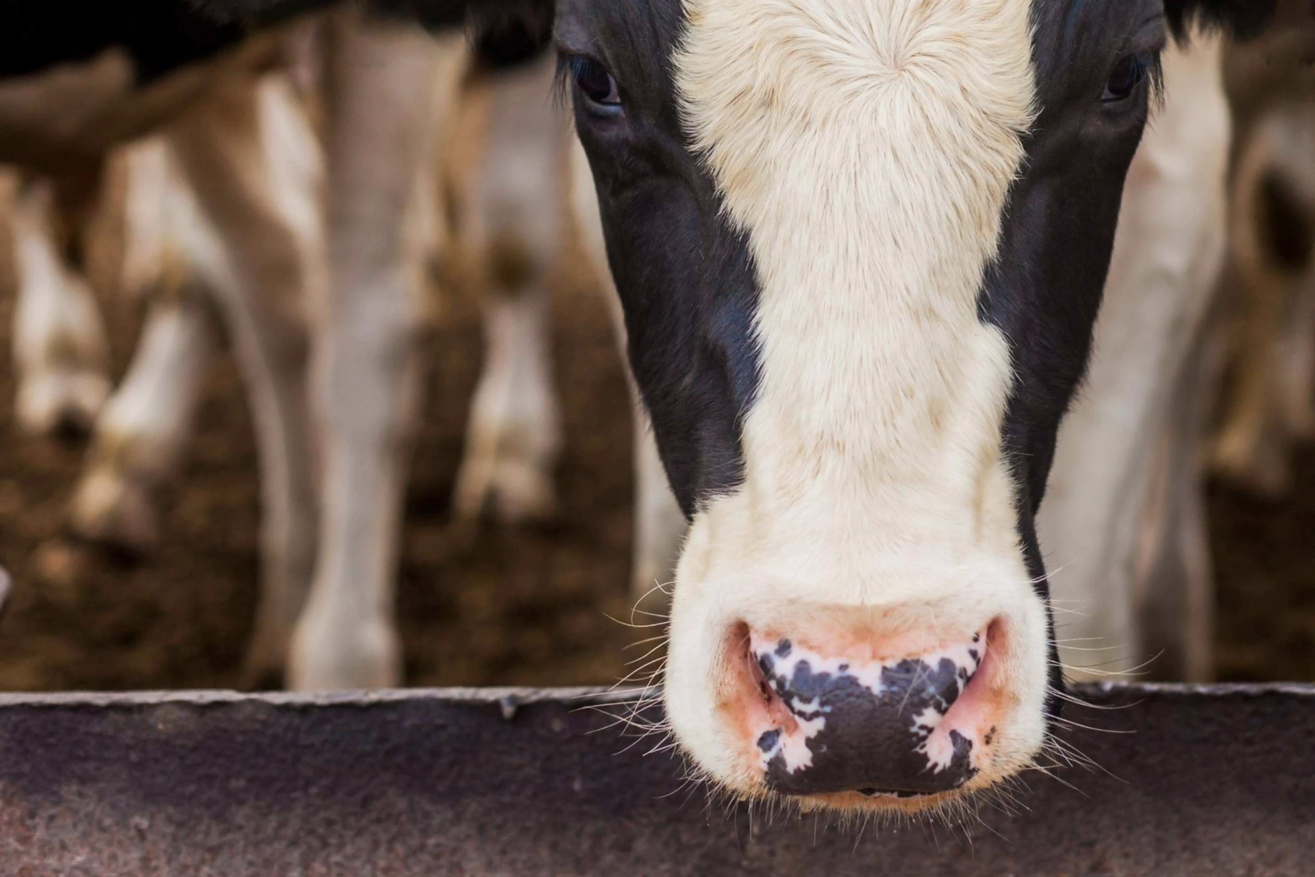 Dairy cow RumiStar