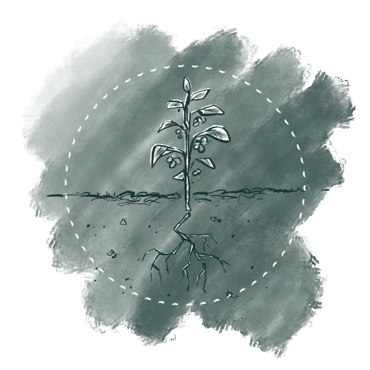 Bacillus_Subtilis_creates_a_protective_barrier_around_the_plant