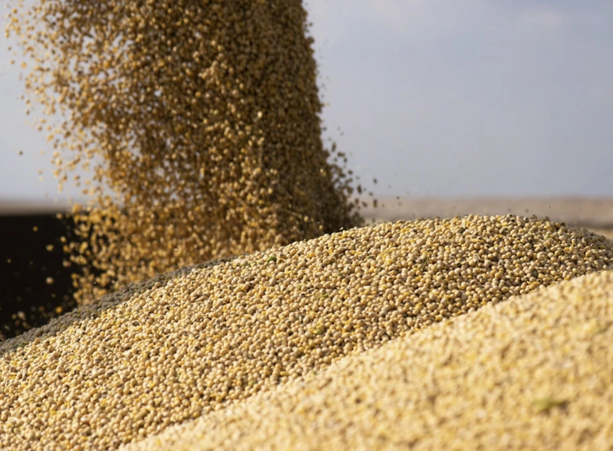O+F Corn oil