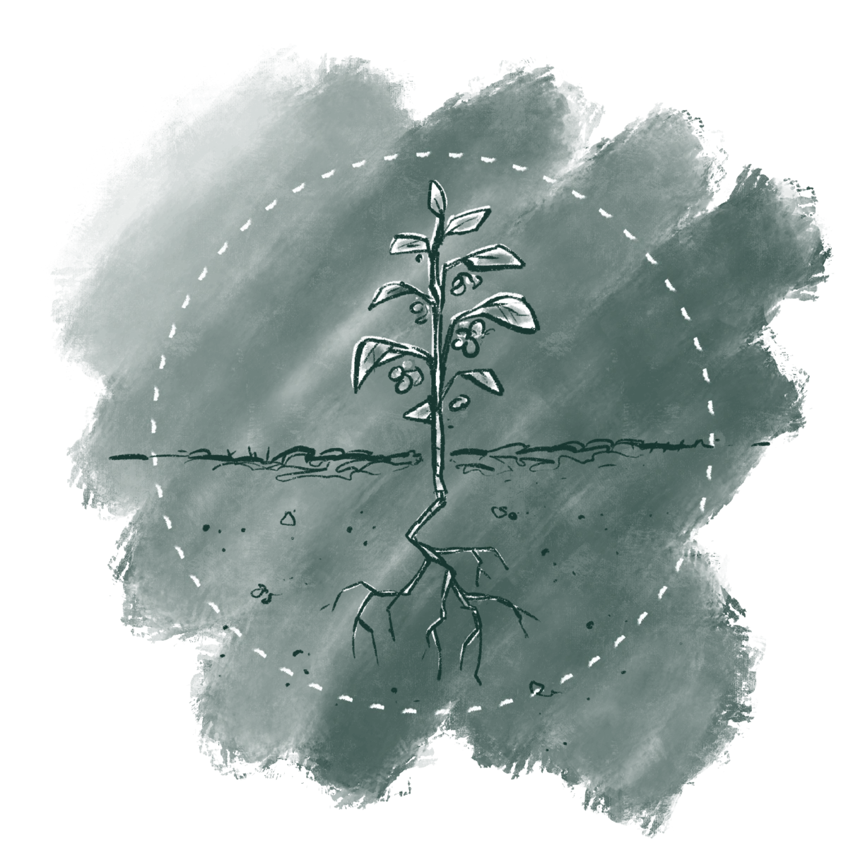 Bacillus_Subtilis_creates_a_protective_barrier_around_the_plant