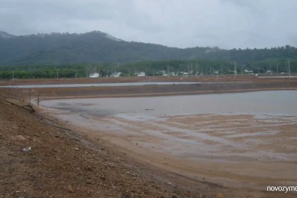 Shrimp farming common problem 01: Acidic soil and low pH