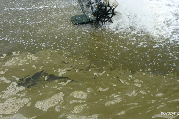 Shrimp farming common problem 05: Frequent plankton over-blooms at later stage of culture