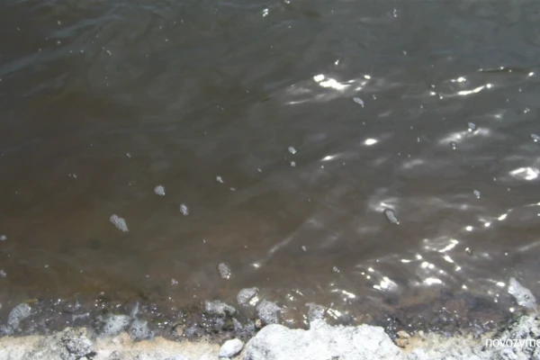 Shrimp farming common problem 06: Water color turns brown or red-brown with low transparency