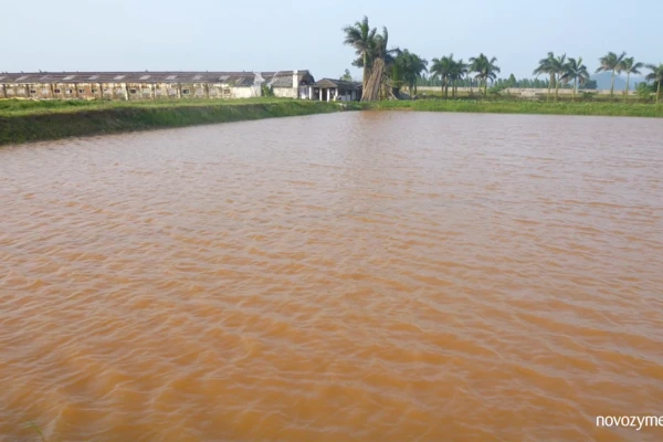 Shrimp farming common problem 07: Color of water turns orange