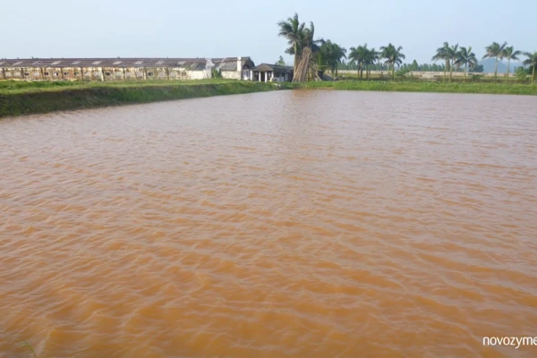 Shrimp farming common problem 07: Color of water turns orange
