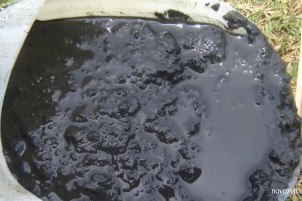 Shrimp farming common problem 08: Black sludge