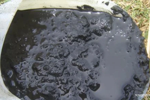 Shrimp farming common problem 08: Black sludge