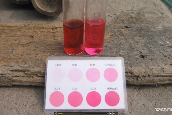 Shrimp farming common problem 11: High nitrite