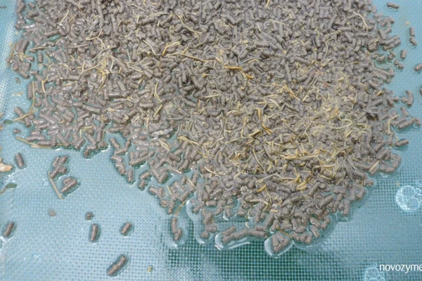 Shrimp farming common problem 12: Sudden decrease in feeding