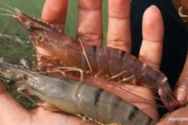 Shrimp farming common problem 13: Pink gill or shell