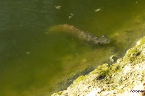 Shrimp farming common problem 14: White muscle without mass mortality