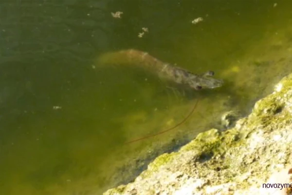 Shrimp farming common problem 14: White muscle without mass mortality