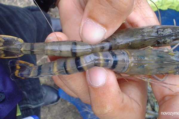 Shrimp farming common problem 16: Loose shell