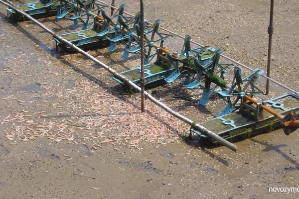 Shrimp farming common problem 17: Sudden mortality but no sign of disease
