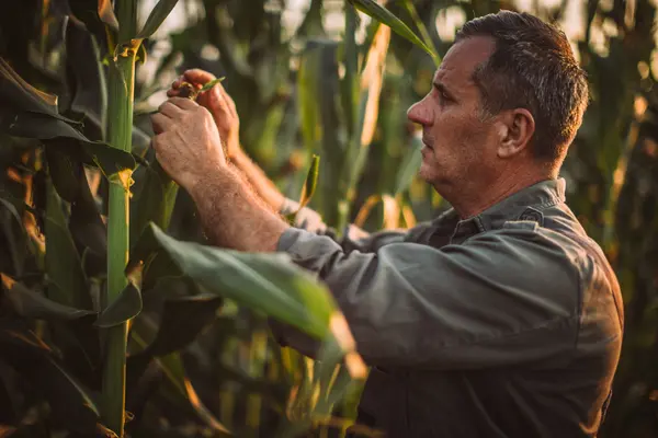 Farmer inspecting a healthy corn plant