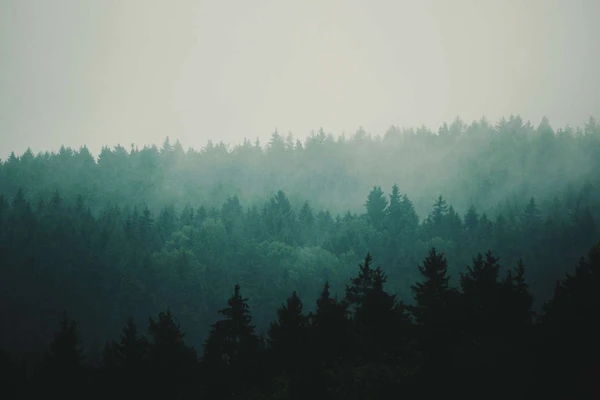 Forest in dim light  