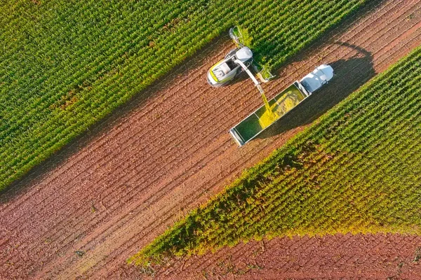 Farmer harvesting