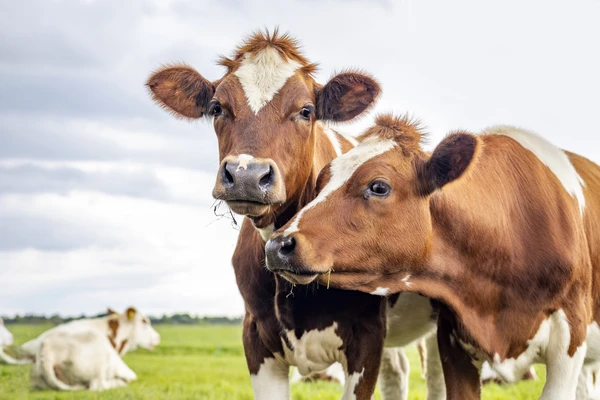 Cows on a field