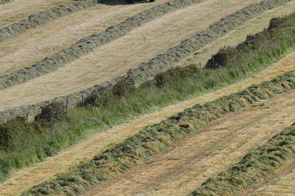 harvest on a field