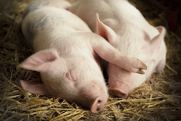 Two piglets sleeping