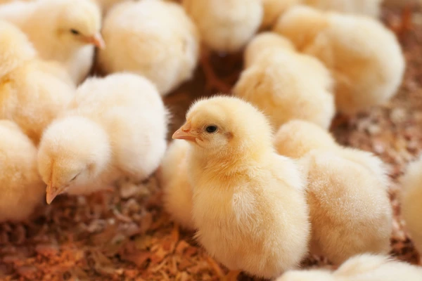 Chickens