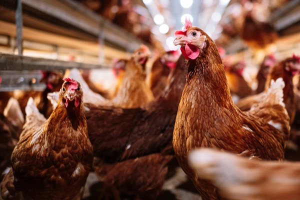 Closeup on chickens
