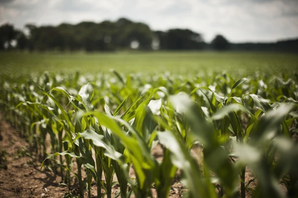 Corn
