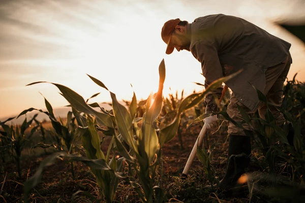 Farmer