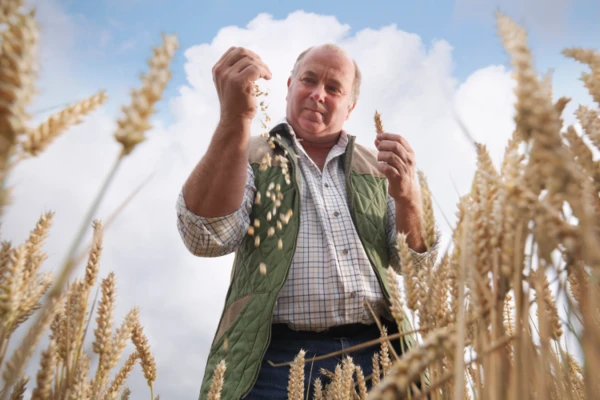 Man analyzing wheat quality in a wheat field 