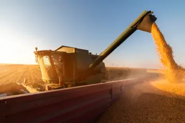 Pouring-corn